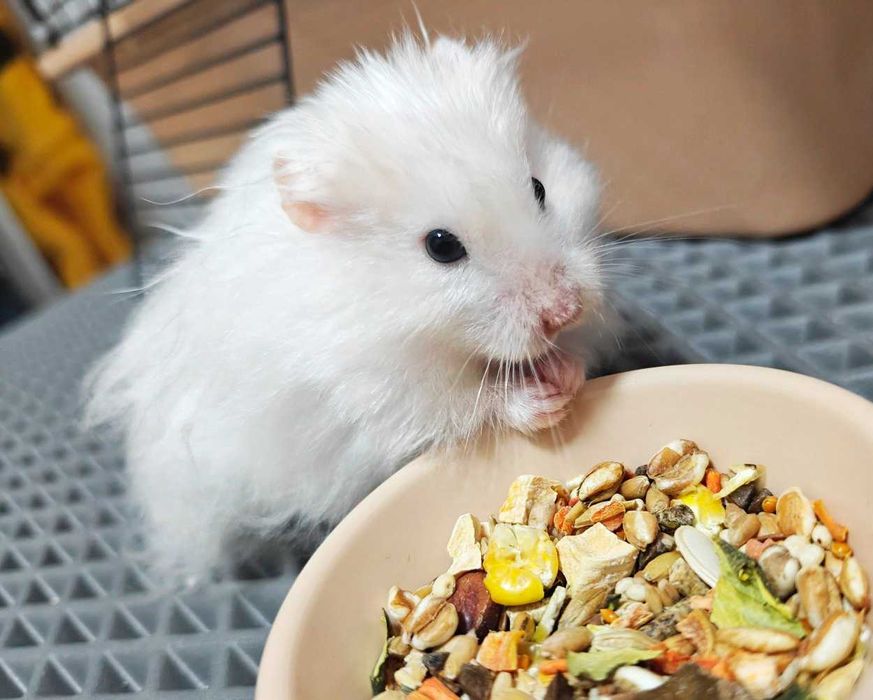 Роскошные королевские ангорские хомячки, белоснежного окраса, хомяки