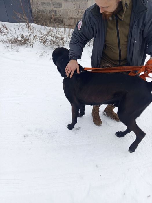 Отдам бесплатно САО