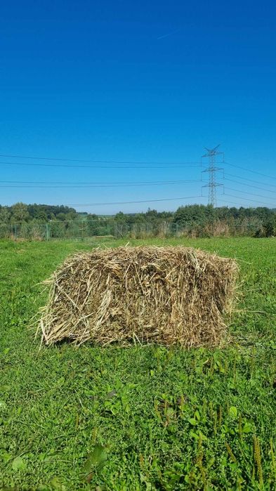 Siano kostka Tylko odbiór osobisty Od Rolnika :)