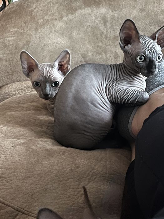 Sfinks kanadyjski czarna kotka