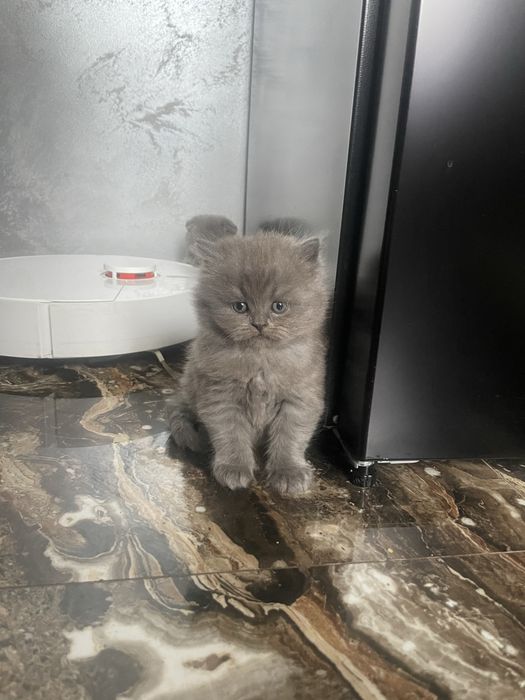 Кошенята британці