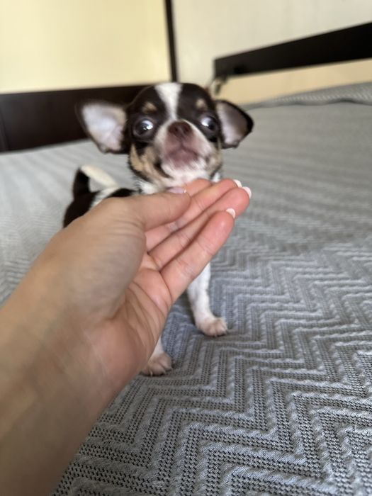 Menino Chihuahua super mini
