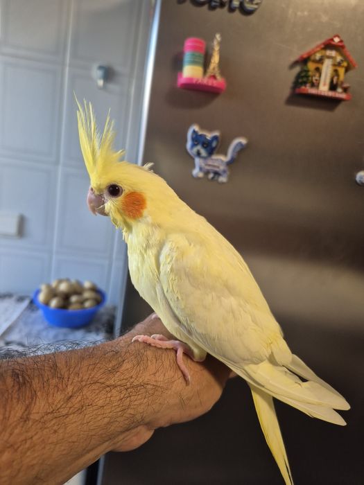 Caturras domesticados