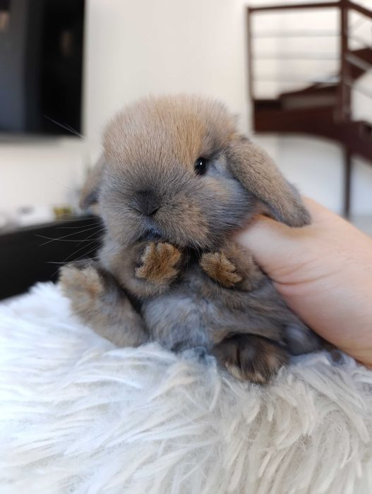 Mini lop karzelek Teddy hodowla zarejestrowana