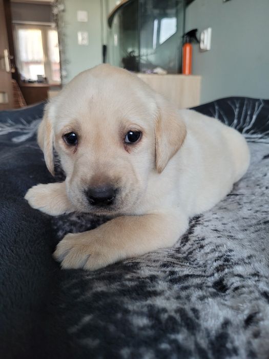 Piesek Labrador Retriever