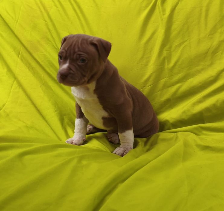 American pitbull macho red nose