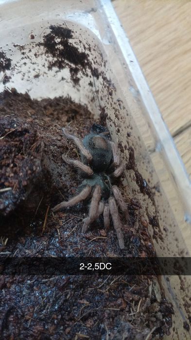 Kochiana brunnipes 2-2,5DC