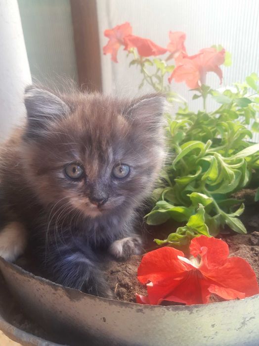 Кошенята безкоштовно