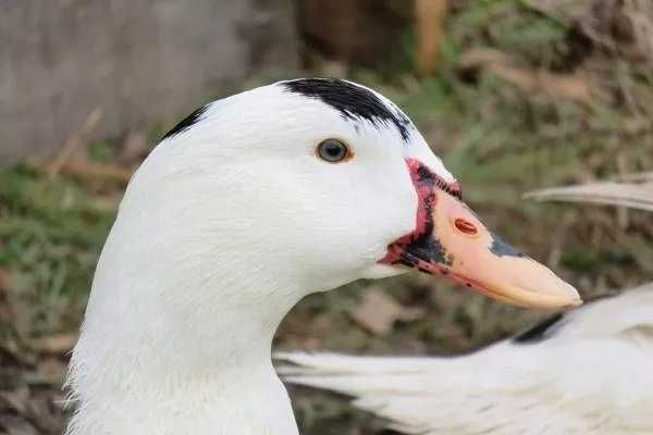 Инкубационое яйцо утка Мулард(Франция)