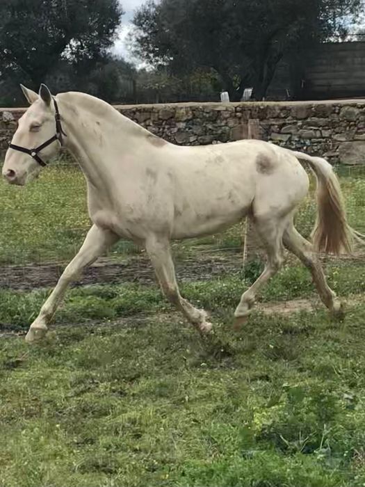 Égua lusitana pontuada