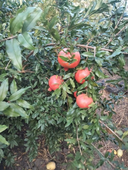 ГРАНАТ САЖЕНЦЫ ПРОДАМ.гюлоша розовая . крымский полосатый.хурма,