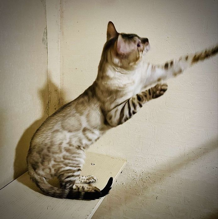 Бенгальські кошенята