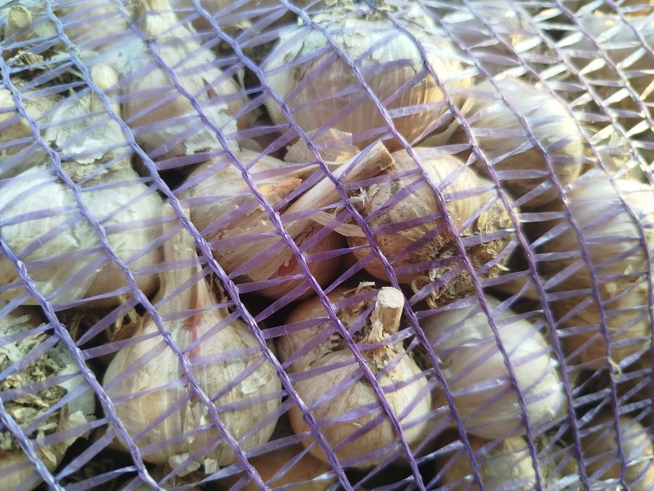 Продам часник, часник
