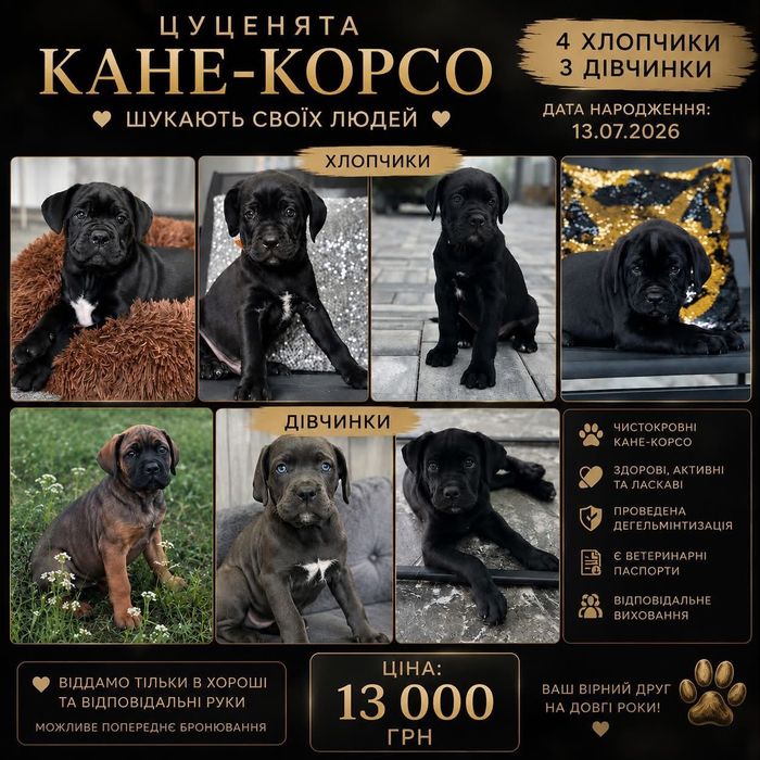 Цуценята Кане Корсо - готові до бронювання