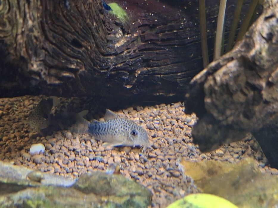 Corydoras similis