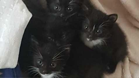 Słodki kocurek TIGER i RINO - kotki wychowane od małego z człowiekiem