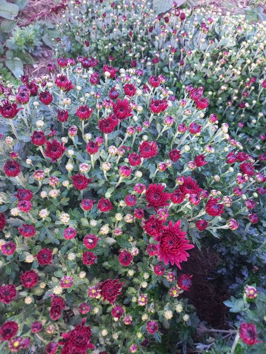 Хризантема гілячкова, мультифлора