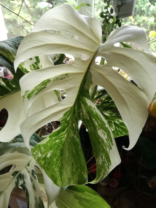 Monstera Alba Variegata NOWA piękna biała roślina jedwab philodendron