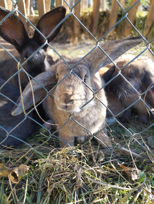 Кролик французький баран
