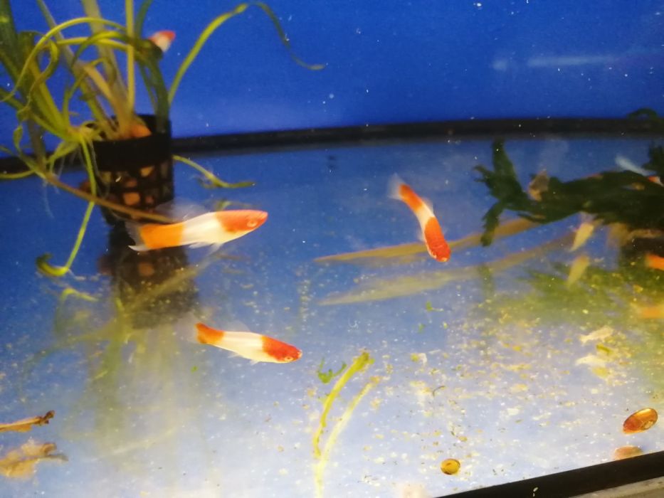 Mieczyk.        koi