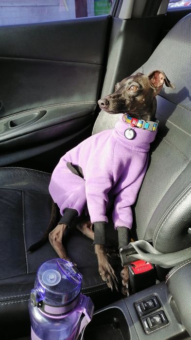 Левретка. Вязка Кобель