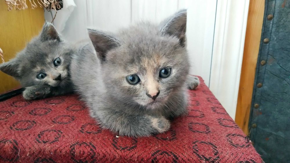 Кошенята аристократи шукають господарів