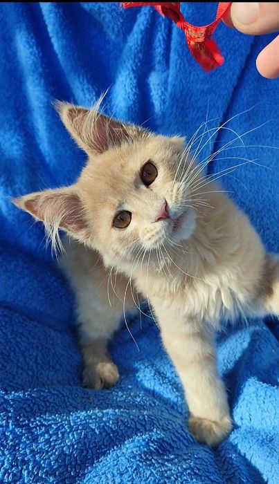 Котята мейнкуны кошечки и котики