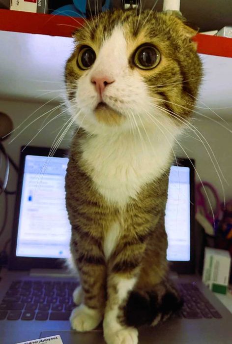 Шукає дім кіт Лунтик