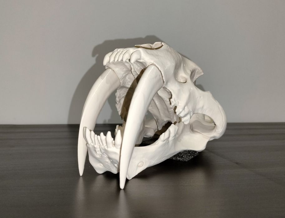 Tigre Dente de Sabre - Crânio