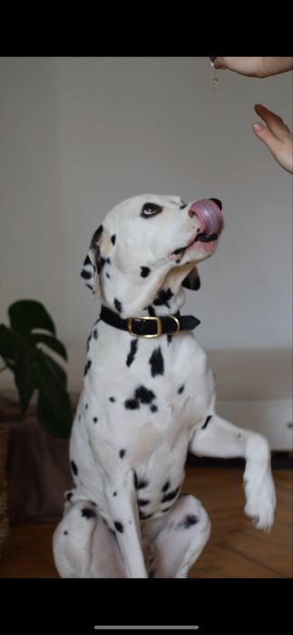 Шукаю квартиру. З собакою. До 13к. Зніму надсилайте всі варіанти