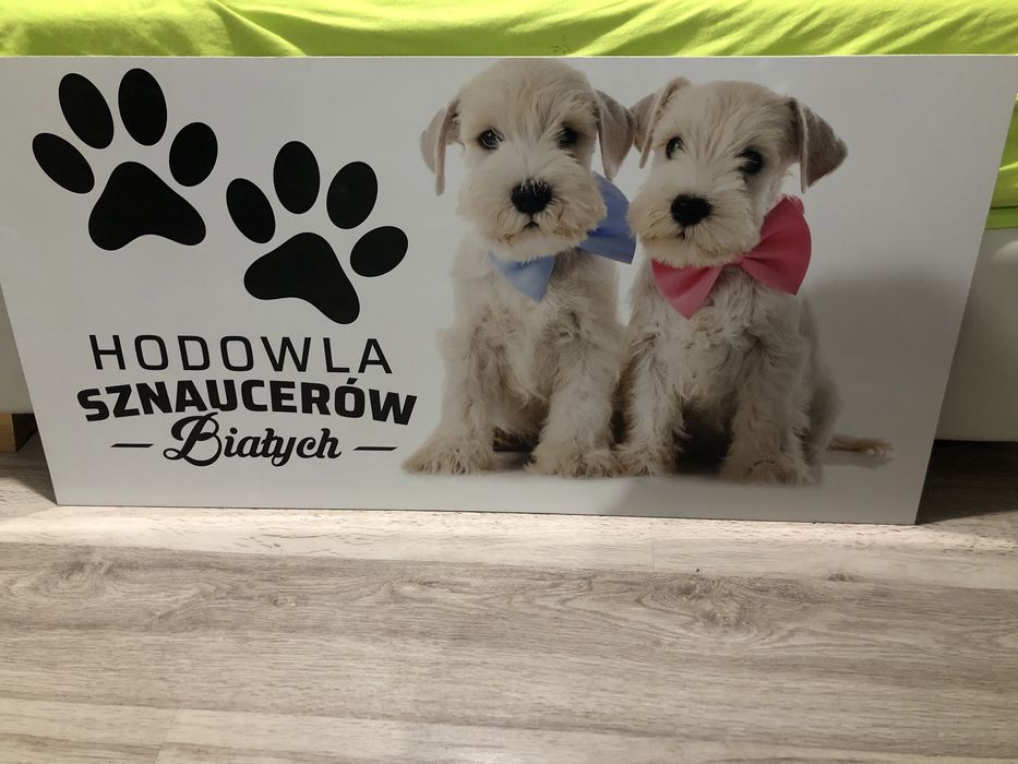 Szyld sznaucery biale