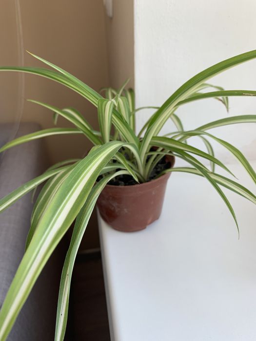 Хлорофітум