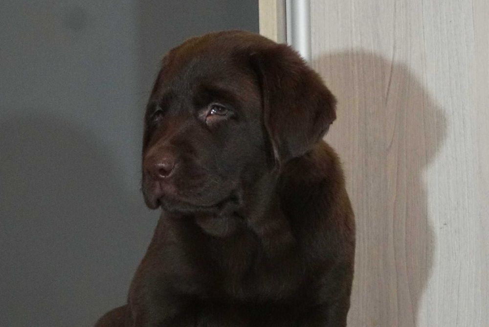 Labrador Retriever - (FCI)