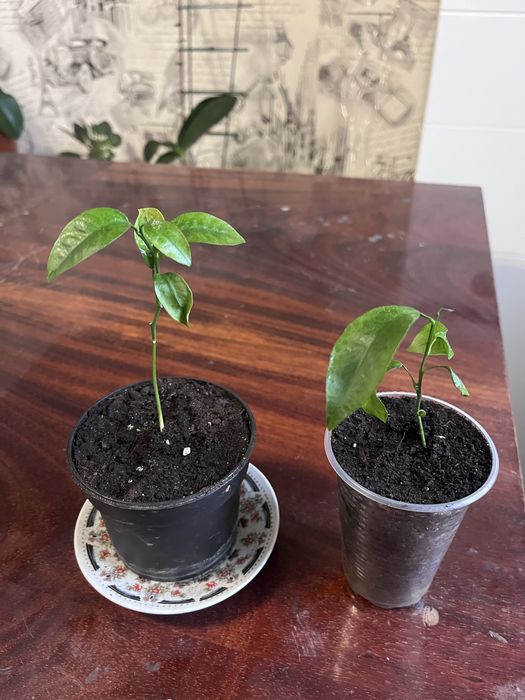 Диффенбахия. Мандарин.