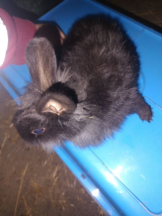 Króliki młode srokacze