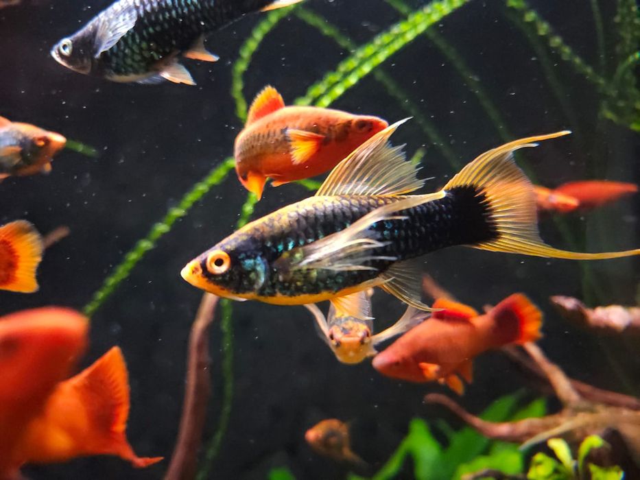 Mieczyk odmiana lira Hamburg, Tuxedo l