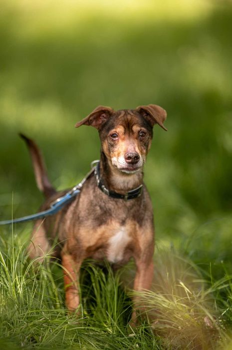 Mały, wrażliwy Snickers szuka domu pełnego spokoju i czułości