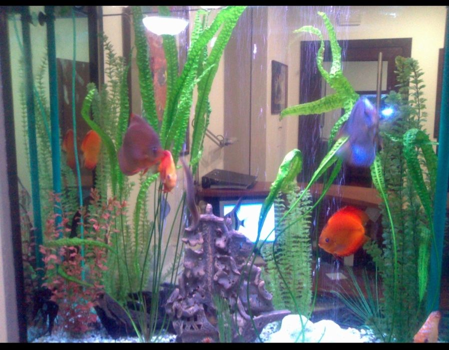 Продам акваріум з фільтром очищення