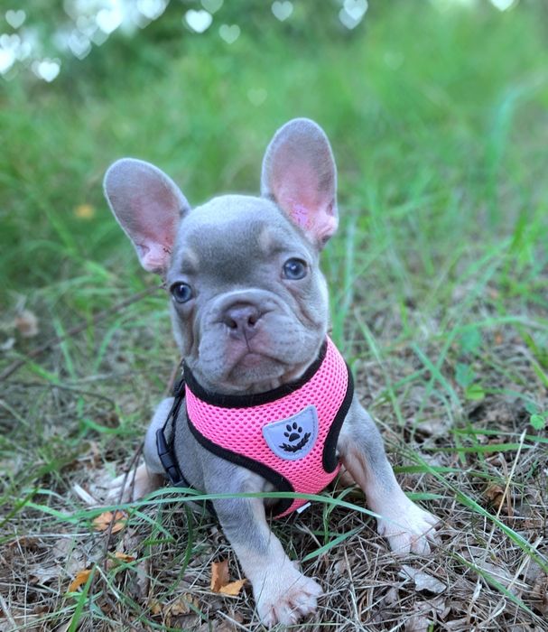 Buldog francuski  szczeniaczki liliowe