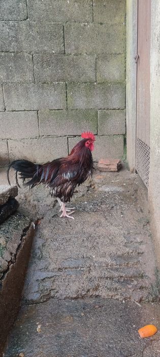 Galos várias raças 8€ por Kg
