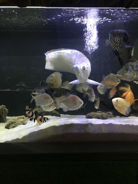 Арована риба дракон 100 см.