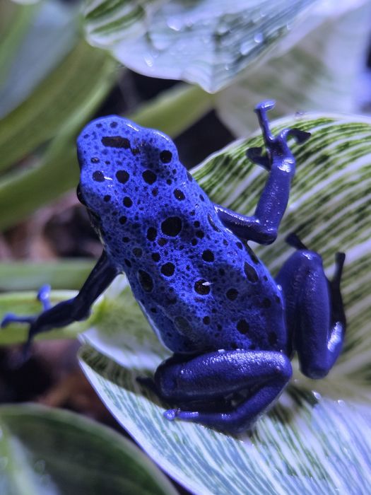 Dendrobates tinctorius azureus żabki