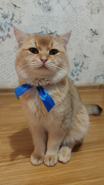 Котик для вязки шеншила золотиста