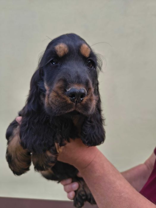 cocker spaniel angielski suczka