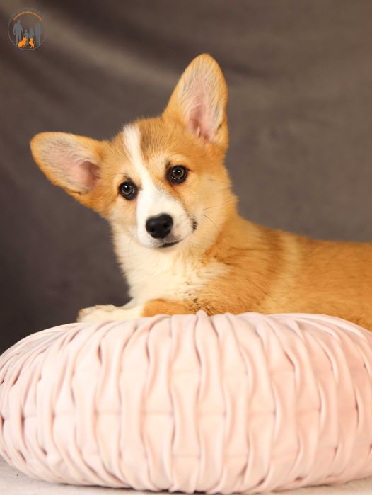 Welsh Corgi Pembroke ZKwP FCI suczka