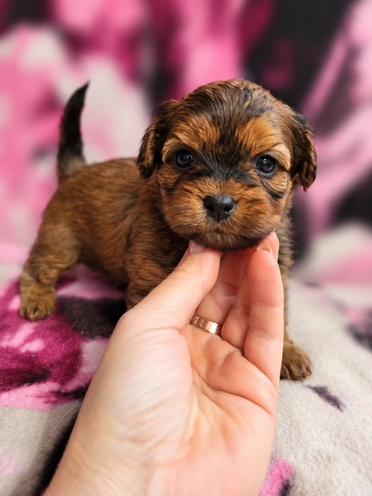 Sunia maltipoo złota