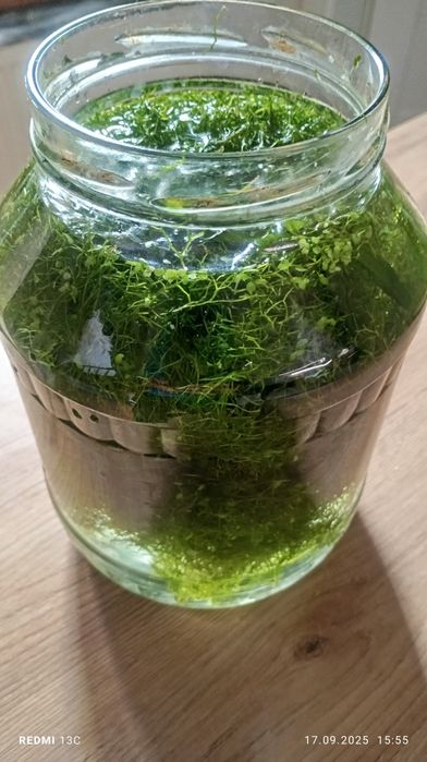 Mech i rzęsa do akwarium