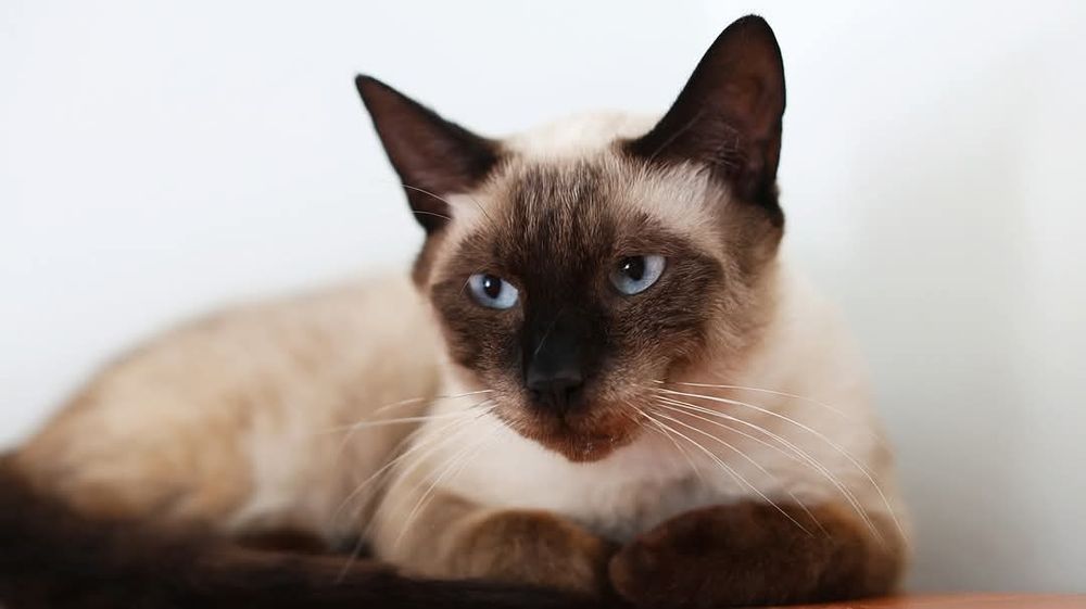 Wspólny dom poszukiwany.