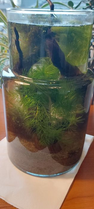 Rybki gupiki akwarium mały zbiornik na parapet biurko