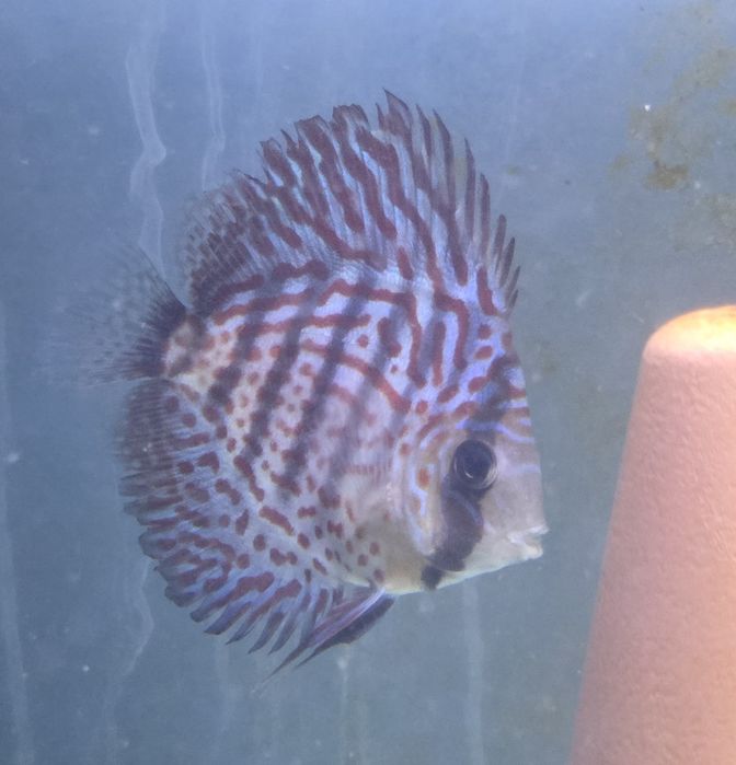 Pack 5 discus  150€